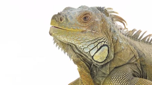 Iguane sur chicot en bois isolé sur fond blanc