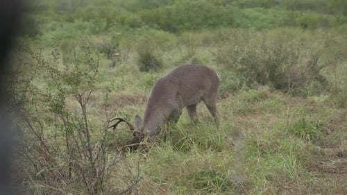 whitetail bucks in Texas, USA