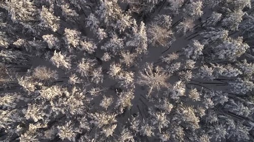 Top down Aerial view of a winter pines forest tree tops covered with snow 10