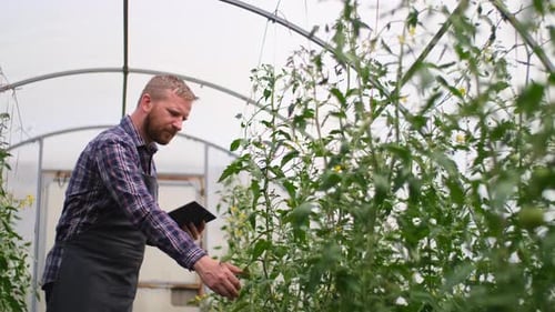 Farmer Businessman, Growing Tomatoes, Vegetable Business, Greenhouse with Tomatoes, Successful Farm
