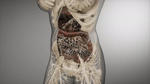 Human Internal Organs and Nervous System 3D Animation