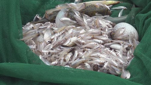Close Shot da rede de pesca de um pescador cheia de peixe fresco