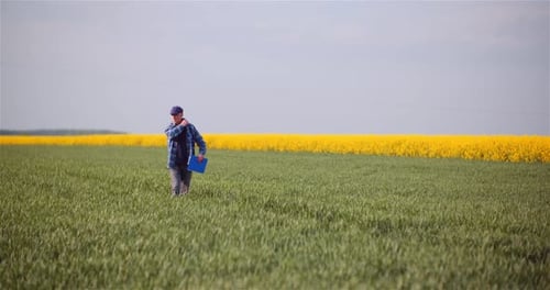 Farmer or Agronomist Walking on Agrculture Field and Looking at Crops