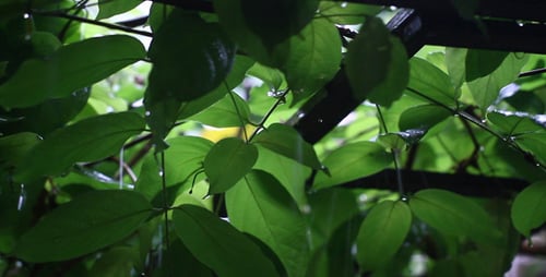 Rain Falling on Lush Green Tropical Leaves