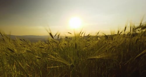 Wheat Crop Swing Through Wind During Summer Season Outdoor in the Field During Sunset Slow Motion