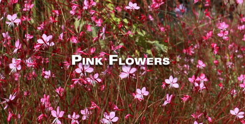 Pink Flowers