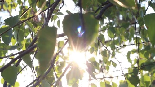 Wald bei Sonnenuntergang