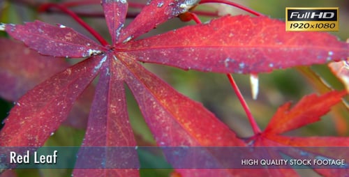 Red Leaf