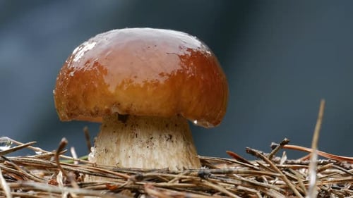Brown Mushroom Growing in a Forest Floor