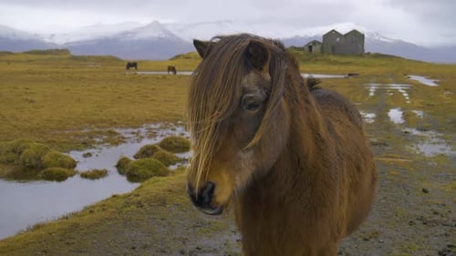Brown Horse Stands in Rural Icelandic Landscape