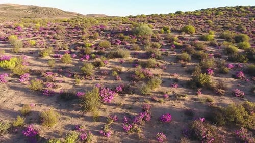 Aerial View Of Wild Flowers - South Africa