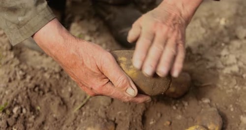 Hands Cleaning Freshly Harvested Potatoes in Field