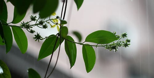 Raindrops Dripping off Green Leaves on Plant Branches
