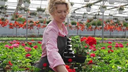 Blond Curly Woman Gardener Holding Potted Flowers in Greenhouse Gardening Florist Inspiration