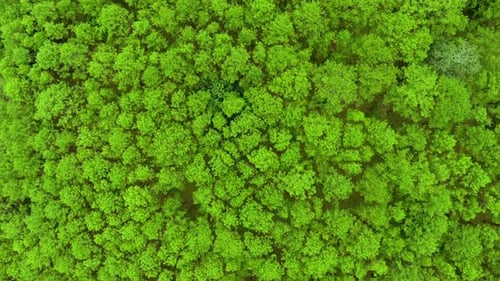 Top View of Pine Trees Forest