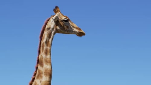 Nahaufnahme von afrikanischen Giraffen mit wilder Giraffe