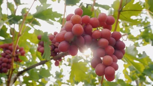 Lush Red Grapes Ripening on the Vine in Sunlight