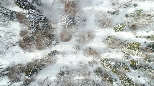 Beautiful Winter Forest and Trees in the Snow Aerial View