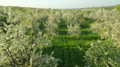 Blühender Kirschgarten 9