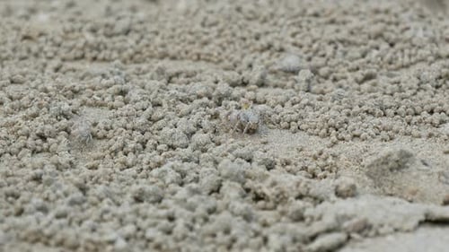 Crab