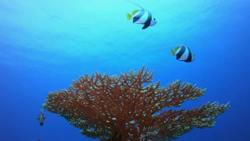 Striking Bannerfish Swimming Around Vibrant Coral