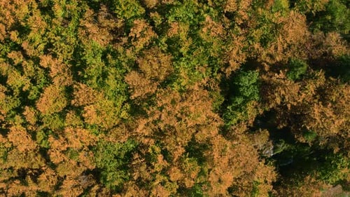 Autumn Forest