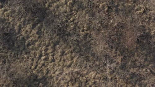 Above the fallen grass and trees 4K drone video