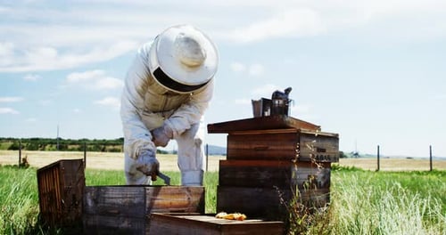 Beekeeper examining beehive