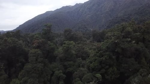 Rainforest aerial view