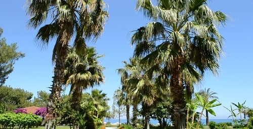 Palm Avenue