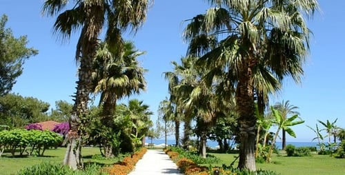 Palm Avenue
