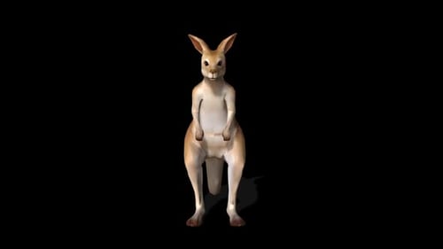 Kangaroo Idle 1