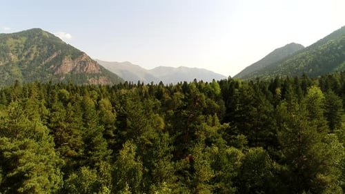 Summer Green Forest Aerial View