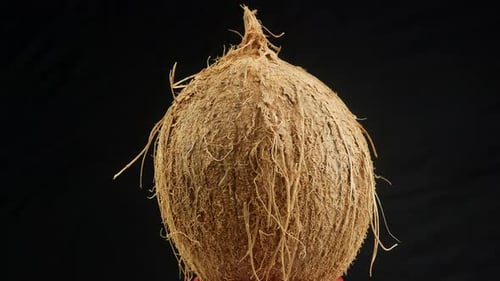 Close Up of a Full Coconut in Husk