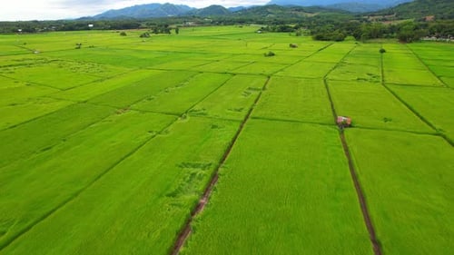 4K, A green rice field waving in the wind, Green rice plants growing. Nature Aerial footage