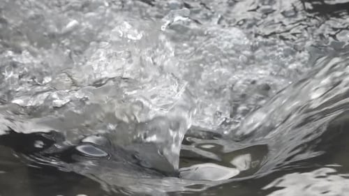 Wasser