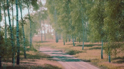 Birch Forest in Sunlight in the Morning