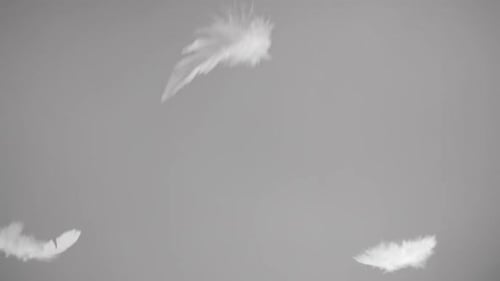 Plumas cayendo sobre fondo blanco