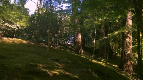 Bäume in einem Wald