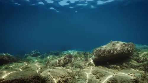 Seabed of Mediterranean Sea with Black Fish and Rocks
