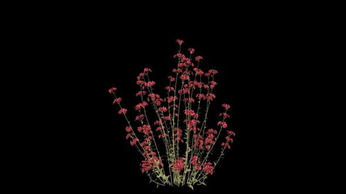 Modern Animated Red Flower Plant Growth