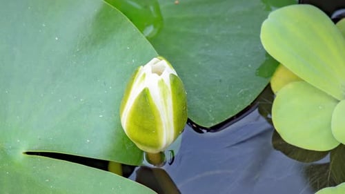 White Water Lily Bloom among Green Lily Pads