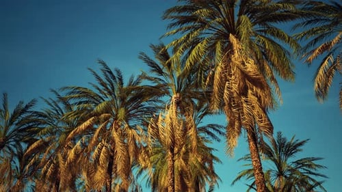 Swaying Palm Trees Panorama Against Clear Blue Sky