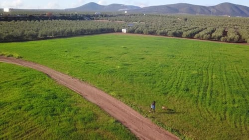 A Young Girl with dog Walking Along A Wheat Field