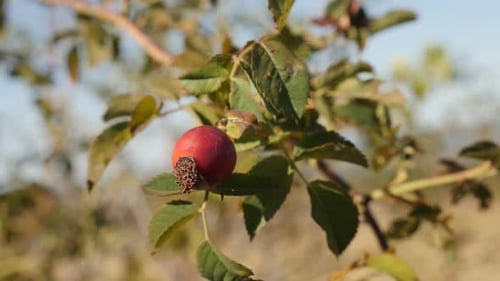 Slow motion of red Rosa canina against blue sky 1080p FullHD tilting footage - Rose hips on the win