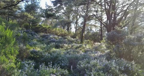 Flug durch den Wald des Parque Natural de las Sierras de Aire y Candeeiros
