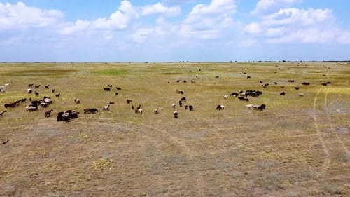 Sheep graze on a green meadow