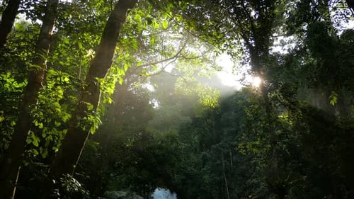 Sunlight Filtering Through Dense Tropical Forest Canopy