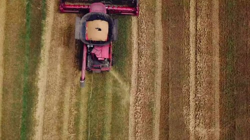 Wheat harvest. Combine harvester working on the wheat field. Food industry concept.