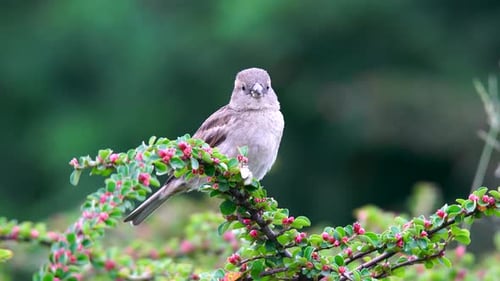 Haus Sparrow